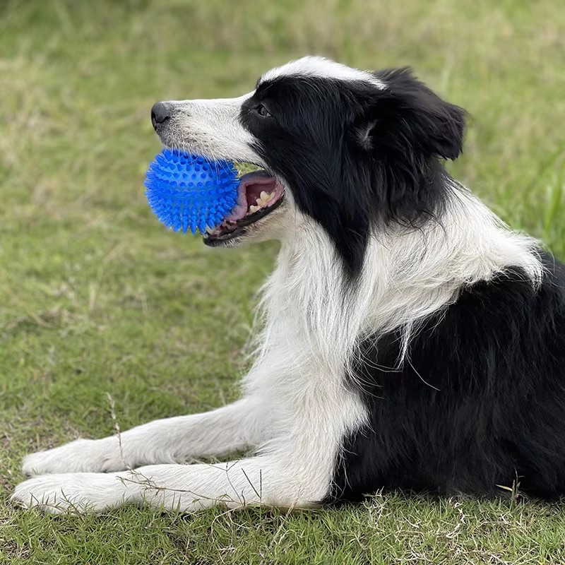 TPR Squeaky Spiked Dog Ball Ch - Spike Ball Game 리뷰 및 가격
