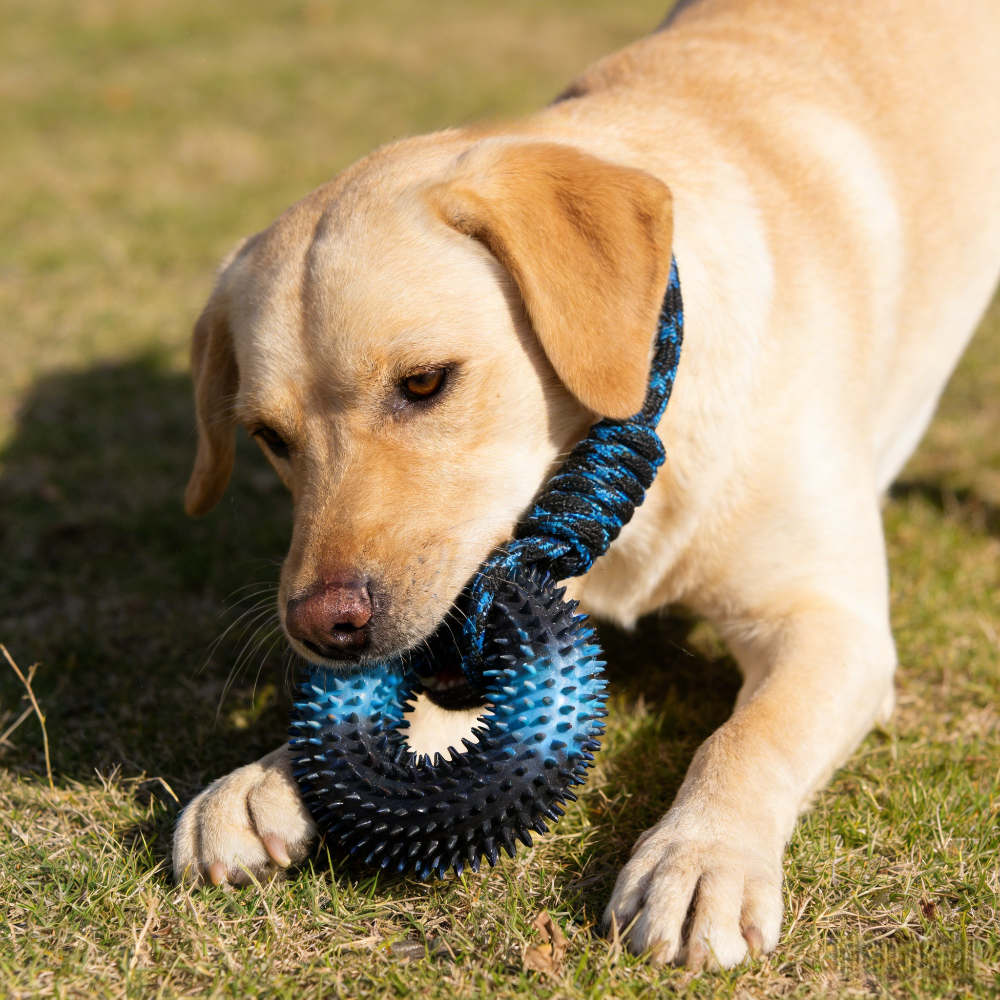 Interactive Tug Chew Toy: Knot - Spike Ball Game 리뷰 및 가격